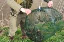 Three illegal crayfish traps have been seized from the River Nene (Old Course).
