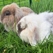 The RSPCA is appealing for information after three rabbits were left in a cage outside the charity’s Block Fen Animal Centre in Wimblington. Two of the rabbits, Melanie & Miffy, are pictured.