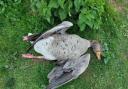 A 54-year-old man has received a police caution for shooting dead a Greylag goose in Mereside, Soham, Cambridgeshire, on March 23.