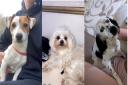 Officers in Cambridgeshire are urging anybody who may have seen these dogs to get in touch with police
