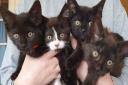 Sheba, who received specialist pregnancy care thanks to Wood Green, and her kittens.