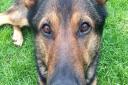 Police dog Finn has gone down in history for changing the law so that it is now an offence to cause unnecessary suffering to a service animal. Picture: BEDS CAMBS HERTS POLICE