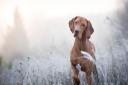 The Cinnamon Trust is seeking dog walking volunteers in the Tydd St Giles area.