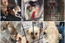 Ravenswood Pet Rescue saved ‘The Miracle 9’ from a ‘horrific situation’ after their owner died, as well another 26 dogs.