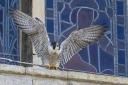 Peregrine falcons nested at Ely Cathedral for the first time last year, but according to conservationist Jonathan Hall, they could be at risk of 