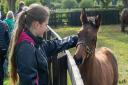 Visitors meeting the foals at The National Stud