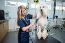Part-time dog grooming course newly available at the Wisbech campus of the College of West Anglia.