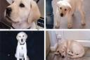 March Lions are sponsoring a guide dog for the blind called Immie - this week (Mrch 31) they give an update on her progress.