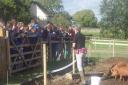 Wisbech Grammar School visit to Jimmy’s Farm. The photo shows the pupils learning about the different breeds of pig.