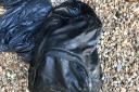 The RSPCA has launched an investigation after a dead cat was found inside this black Berghaus rucksack which was weighed down with bricks