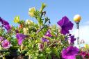 Better days: One of Chatteris in Bloom\'s hanging baskets last year.