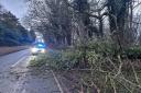 Police received more than 50 calls reporting fallen trees blocking roads across Cambridgeshire yesterday.