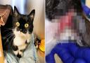 Cats Protection Downham Market Adoption Centre have warned against the use of unsafe collars after ‘Louise’ was badly injured.