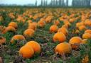 Fen Farming grew more than two million pumpkins this year.