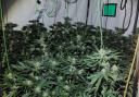 67 cannabis plants were uncovered in various rooms of the Doddington house.