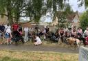 Sighthounds worldwide prepare for Great Global Greyhound Walk