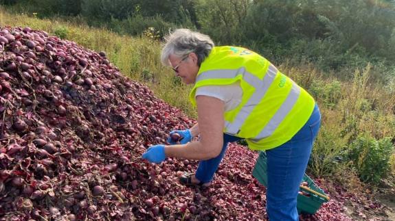Cambs Times: FACT Volunteers spent the day picking the onions, and then took them back to the community fridge for people to collect. Cambs Times: FACT Volunteers spent the day picking the onions, and then took them back to the community fridge for people to collect.