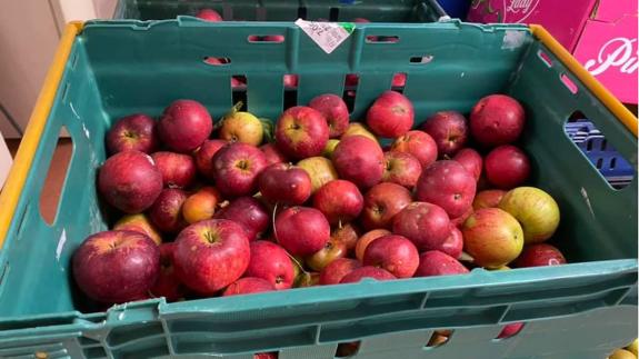 Cambs Times: Volunteers collected apples from an Orchard, after receiving a message saying they needed picking. Cambs Times: Volunteers collected apples from an Orchard, after receiving a message saying they needed picking.
