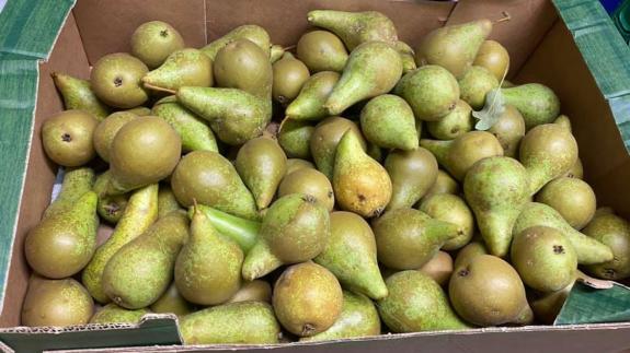 Cambs Times: Whilst collecting at the orchard, the volunteers managed to pick up some pears for the community hub too. Cambs Times: Whilst collecting at the orchard, the volunteers managed to pick up some pears for the community hub too.
