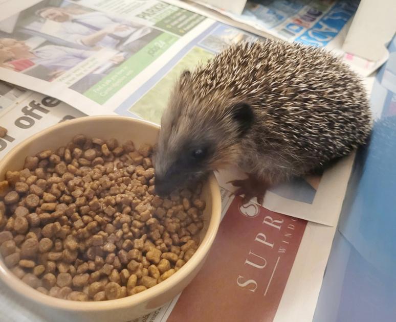 Martin Cooper visits hedgehog rescue centre near Huntingdon