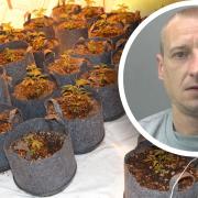 Pawel Skorupa, 39, sourced houses from letting agents to turn them into cannabis factories across Peterborough.