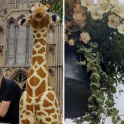 City Cycle Centre manager, Andrew Olley, exercising his giraffes