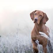 The Cinnamon Trust is seeking dog walking volunteers in the Tydd St Giles area.