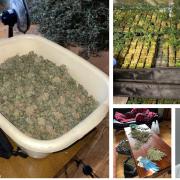 Sean Riley (bottom right) of St James’ Lane in Muswell Hill admitted producing cannabis, possession of cannabis and possession with intent to supply cannabis.