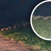 Police rescued over 300 sheep running loose on the road between Littleport and Wisbech on Wednesday evening (October 27).