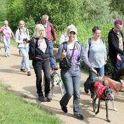 Participants of The Great Global Greyhound Walk at Ferry Meadows in 2016.
