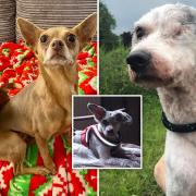The pets saved in horrific rescue by Wisbech-based Ravenswood Pet Rescue are starting to be rehomed.