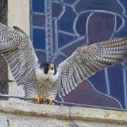 Peregrine falcons nested at Ely Cathedral for the first time last year, but according to conservationist Jonathan Hall, they could be at risk of 