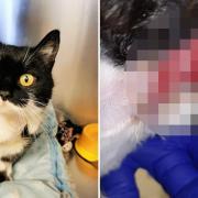 Cats Protection Downham Market Adoption Centre have warned against the use of unsafe collars after ‘Louise’ was badly injured.