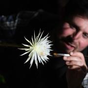 Glasshouse supervisor Alex Summers rare Amazonian cactus called the Moonflower at Cambridge University's Botanic Garden as it blossoms for what botanists believe is the first time in the UK. Experts kept a night watch throughout the week so that they did