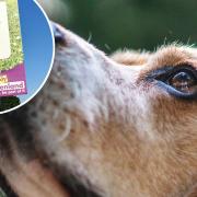 Do you support Fenland District Council enforcing dog fouling and control issues in the region? Picture: Supplied/FDC