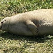 A seal relaxing in the sun at Sutton Gault.