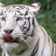 Shiva, a white Bengal tiger who has died aged 10