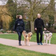 Urgent appeal for people to foster guide dogs at weekends.
