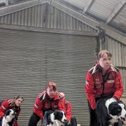 Cambridgeshire Flyball Team, which trains in Chatteris, is impressing on the world stage