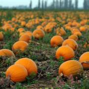 Fen Farming grew more than two million pumpkins this year.