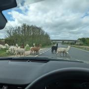 The alpacas broke out onto the A1307.