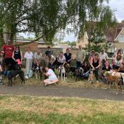 Sighthounds worldwide prepare for Great Global Greyhound Walk